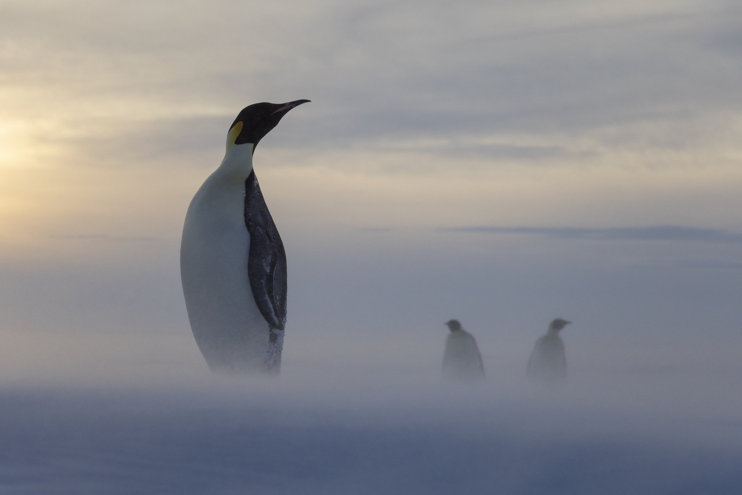 Emperor penguin standing in mist, Antarctica, with two more penguins in the background