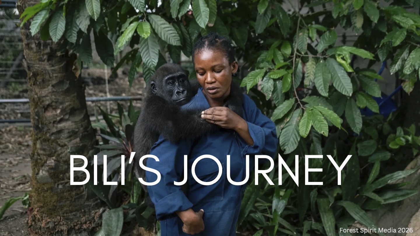 Title card for Bili's Journey, showing a caretaker carrying a young rescued gorilla through a sanctuary garden
