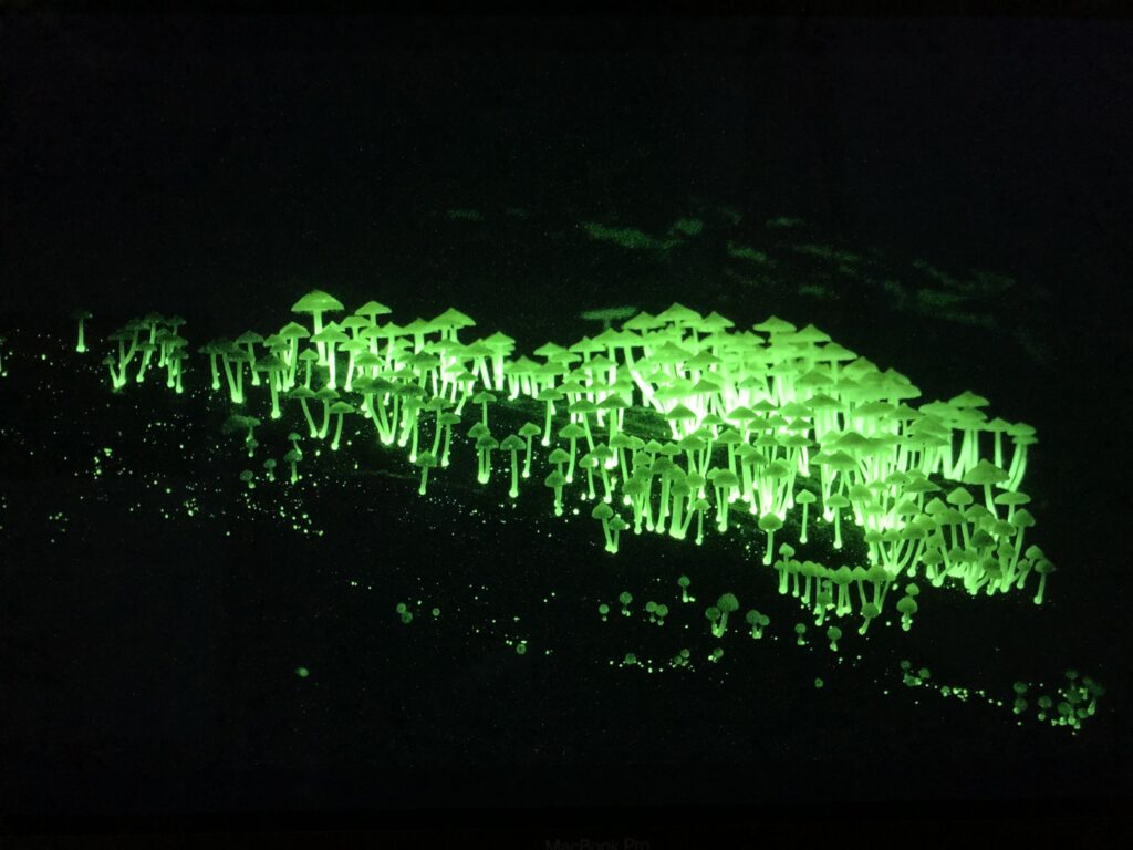 Bioluminescent glow-worms lighting a cave at night, filmed for Earth at Night in Color