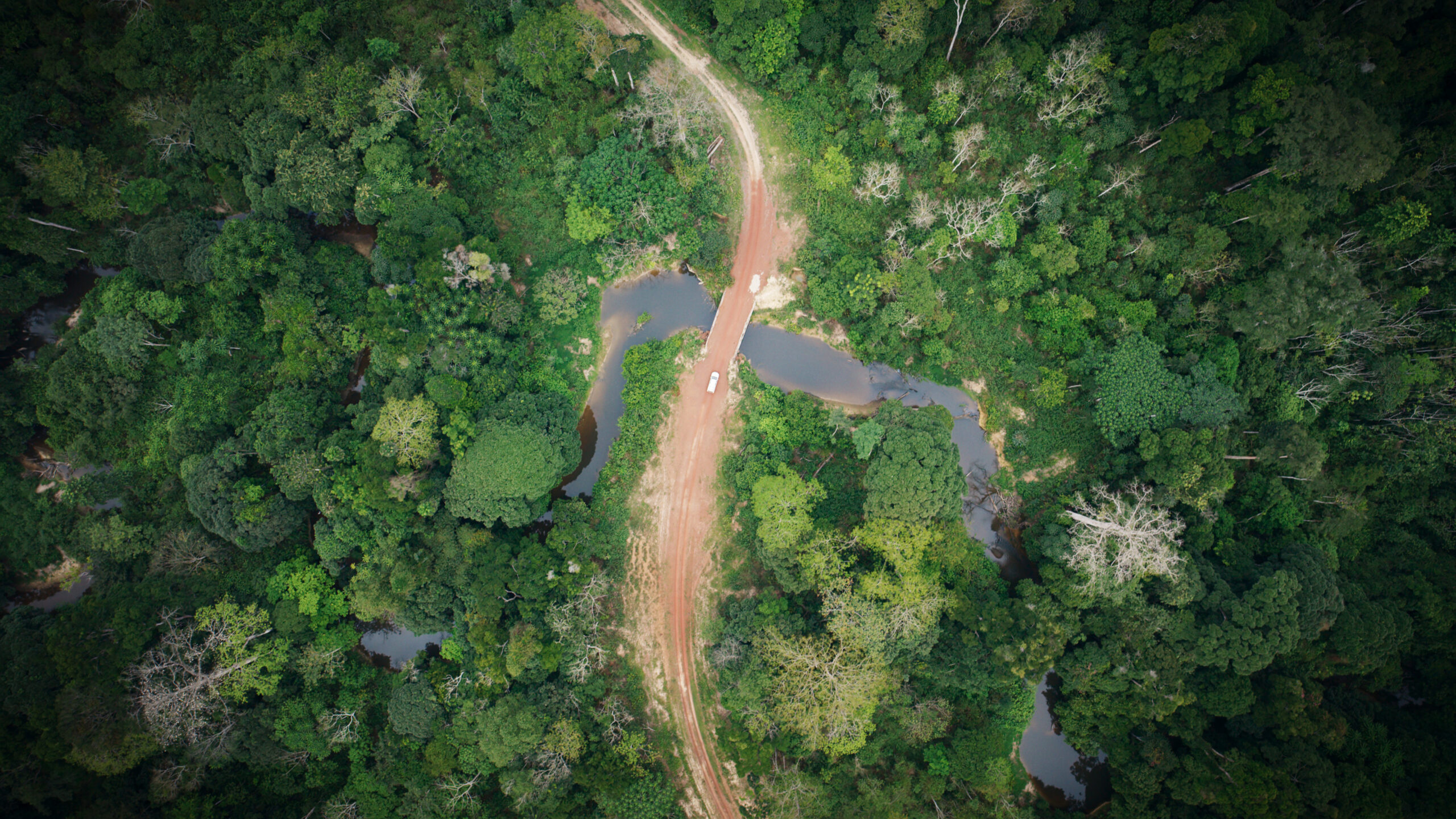 Aerial drone view of a forest river crossing, filmed for The Wild Ones