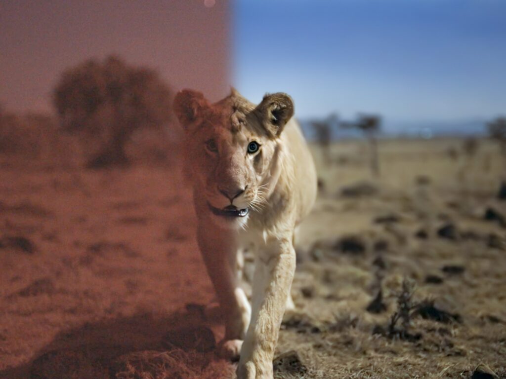 A lion at night in colour, from Earth at Night in Color