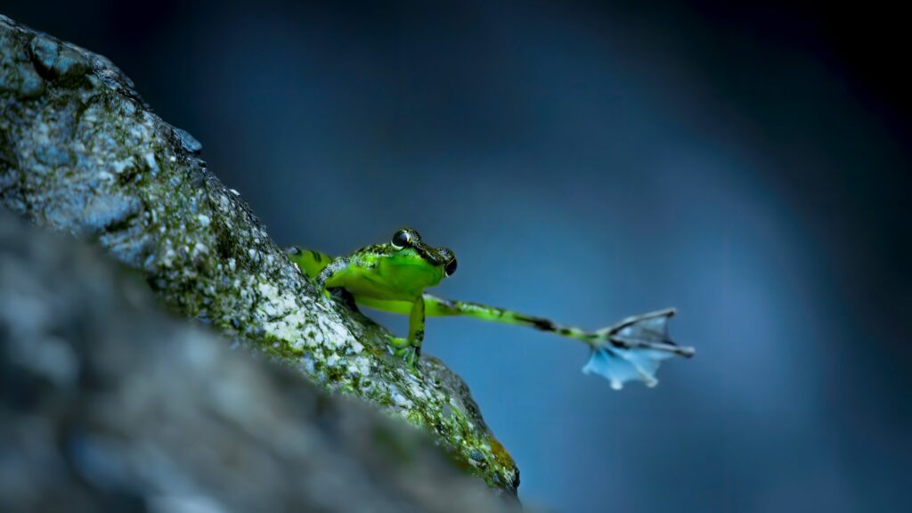 A tree frog at night, filmed for Earth at Night in Color