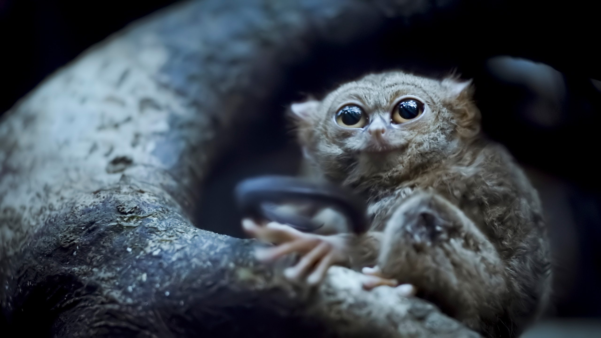 A bushbaby peering from a tree hollow at night, filmed for Earth at Night in Color