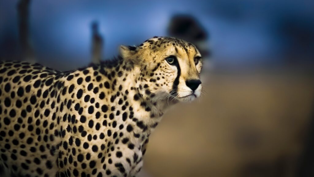 A cheetah at night, filmed for Earth at Night in Color