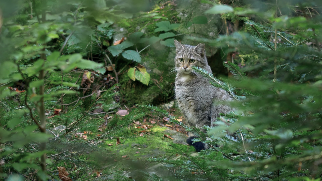 Video still of a European wildcat sitting among dense forest undergrowth