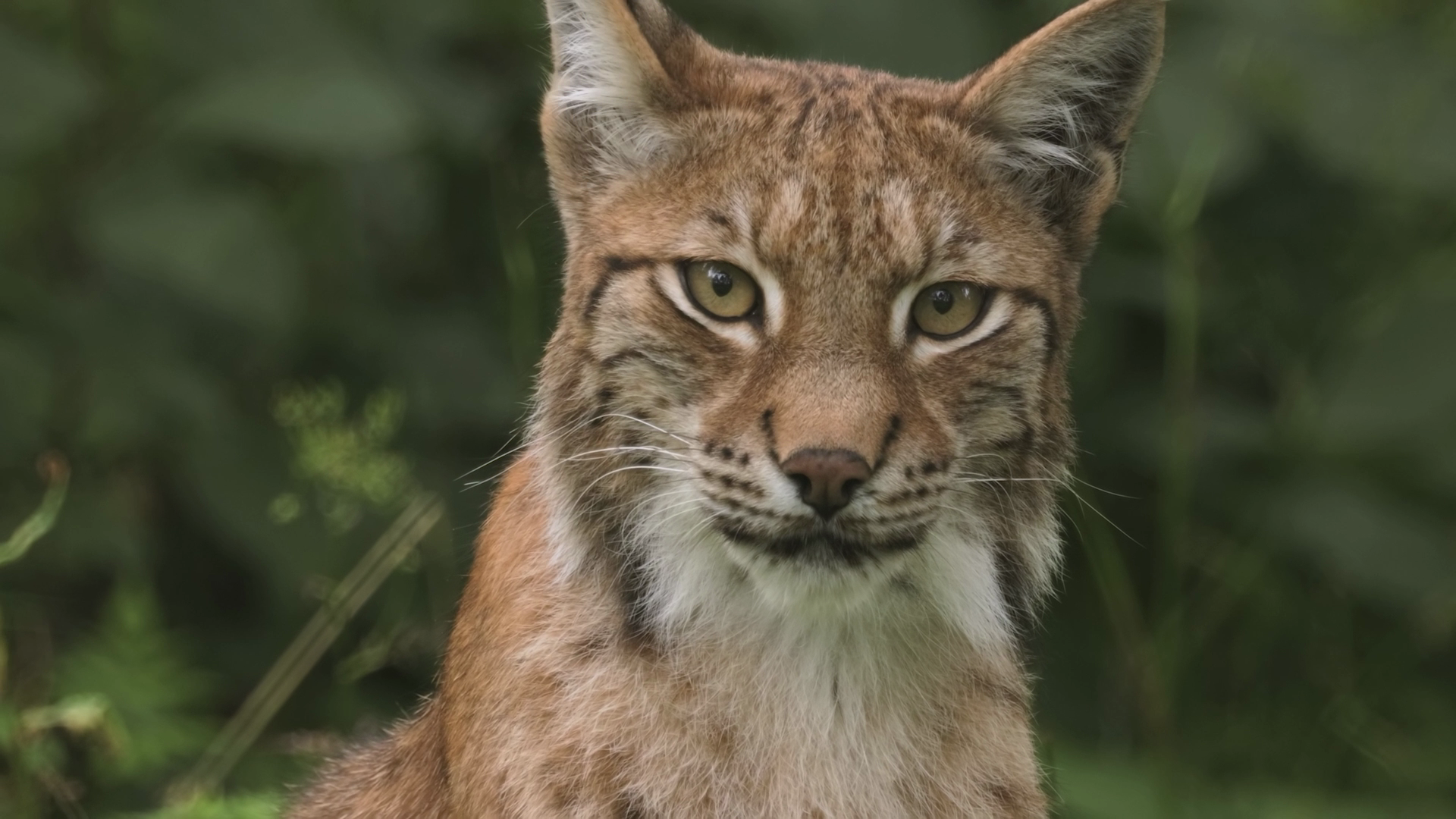 Close-up of a lynx, conservation documentary