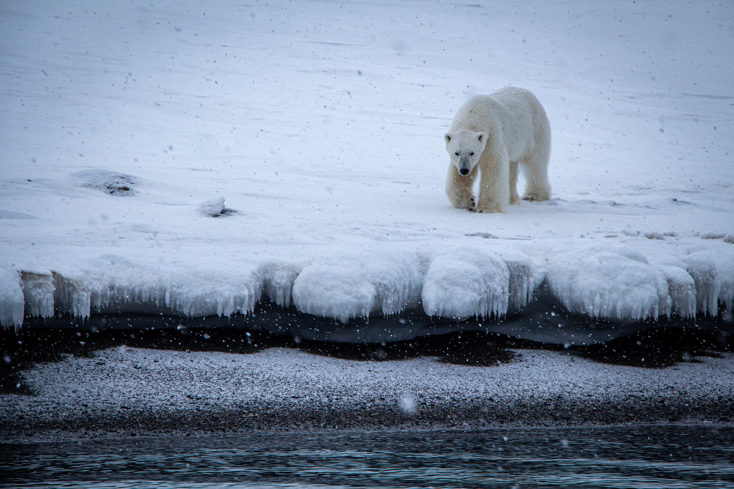 Polar bear walking along the edge of melting sea ice