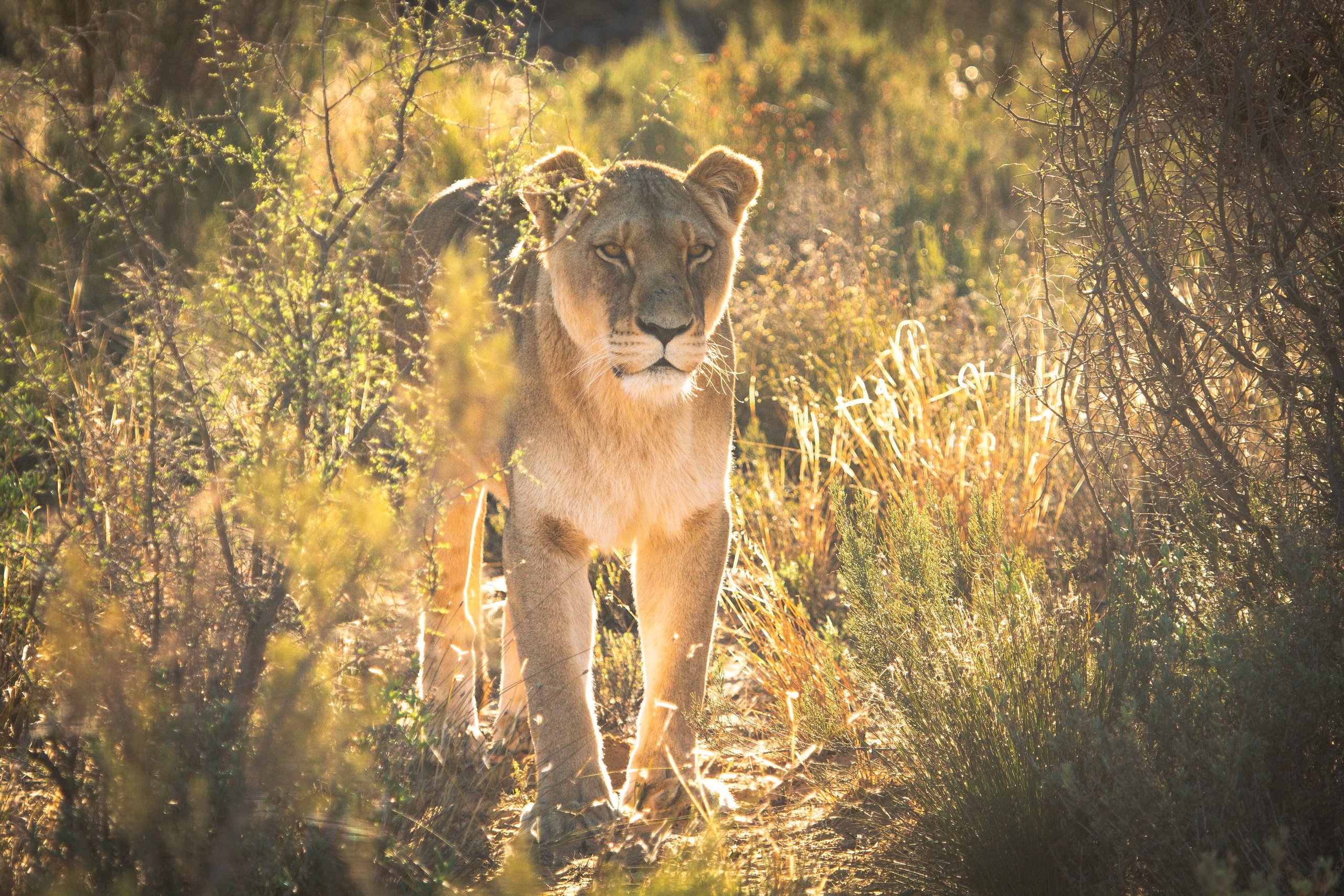 Lioness walking through tall golden grass