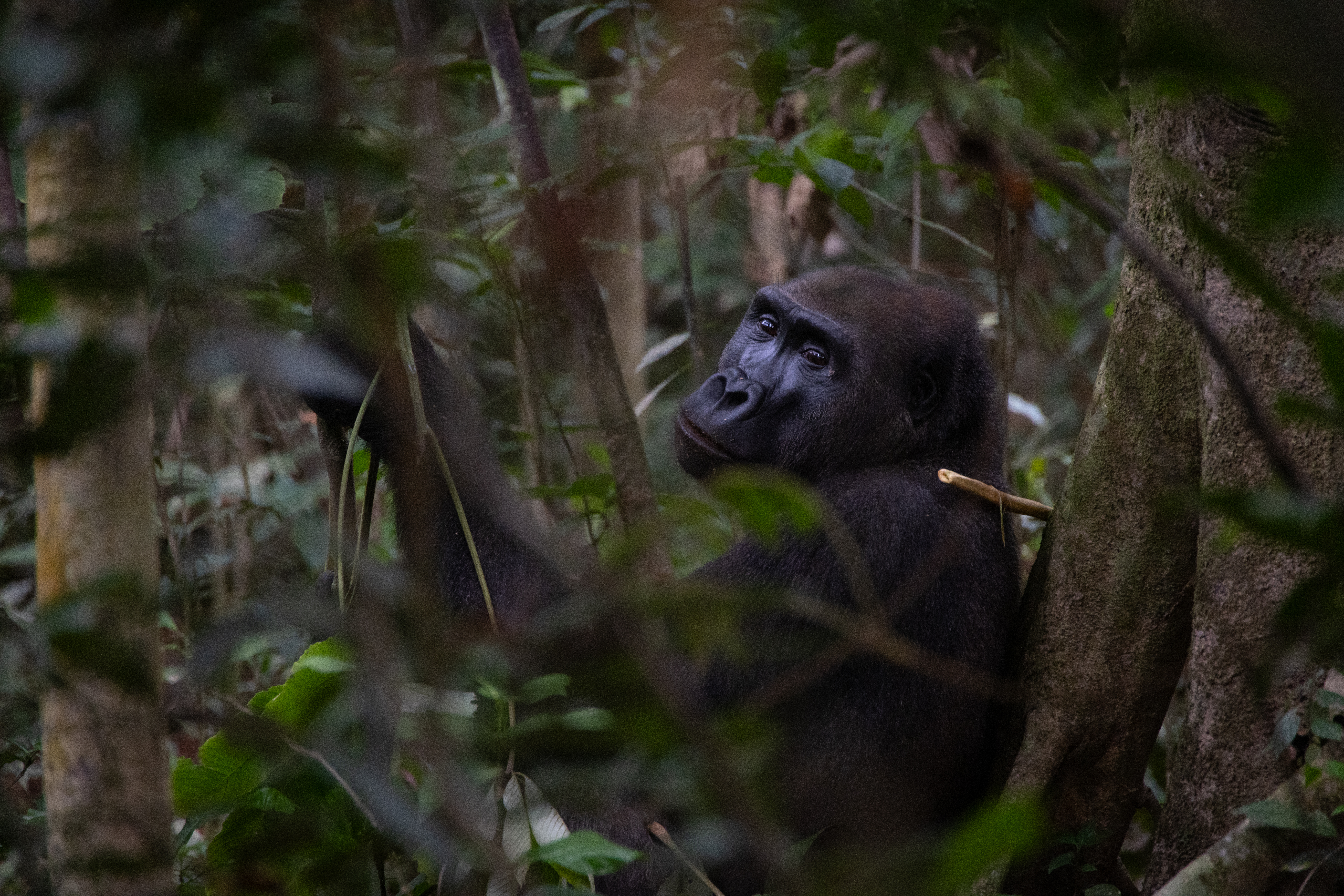MKDD gorilla-1