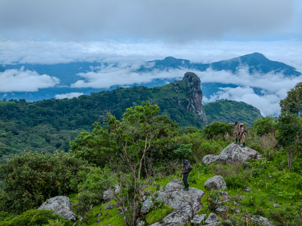 Mongabay_Gashaka-3.webp